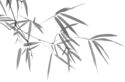 Bamboo - a typical symbol of healing meditation