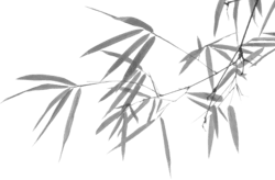 Bamboo leaves